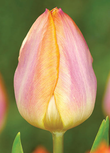 Salmon Prince Tulip