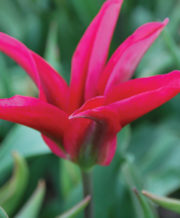 Scarlet Pimpernel Tulip