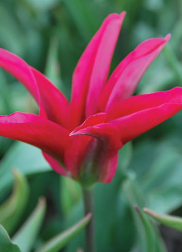 Scarlet Pimpernel Tulip