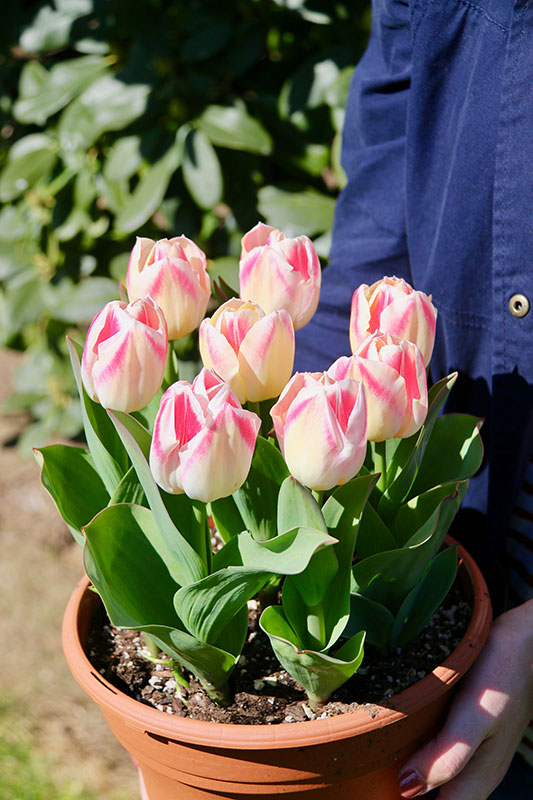 Wooden Shoe Tulip Farm Tulip & Daffodil Bulbs + Annual Tulip Fest in