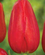 Sky High Scarlet Tulip