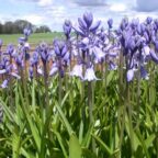 spanish bluebells blue_1