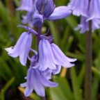spanish bluebells blue_2