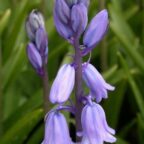 spanish bluebells blue_3