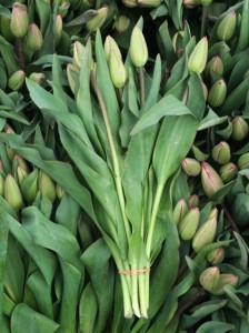 tulip bouquet