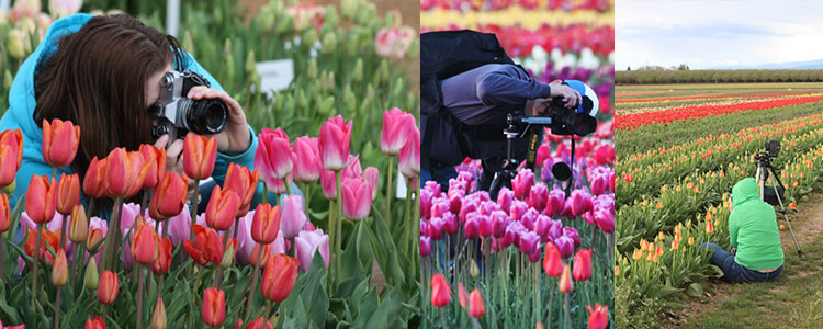 tulip-fest-gallery9