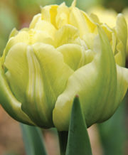 Verona - Double Early Tulip