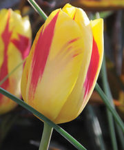 Washington Tulip