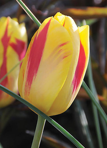 Washington Tulip