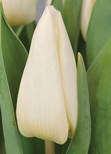 White Prince Tulip