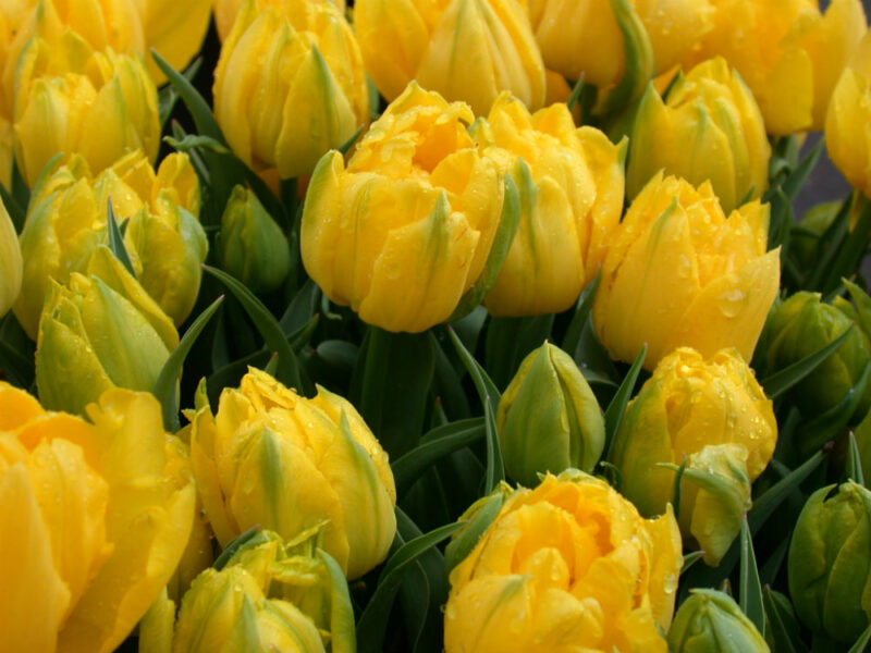 yellow Pompenette 2 yellow Pompenette 2