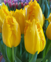 Yellow Fabio Tulip